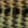 Swamp